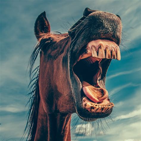 Angry horse - A horse with their ears pinned flat back instantly looks very angry. Horses eyes as mood indicators. As well as ear positions, a horse’s eyes are a core part of their facial language too. A horse’s eye is the largest of any land mammal and vision is believed to be the horse’s primary sense.